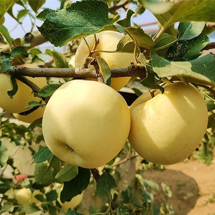ताजा सुनहरे स्वादिष्ट सेब