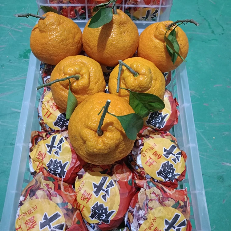 ताजा शिरानुई मंदारिन