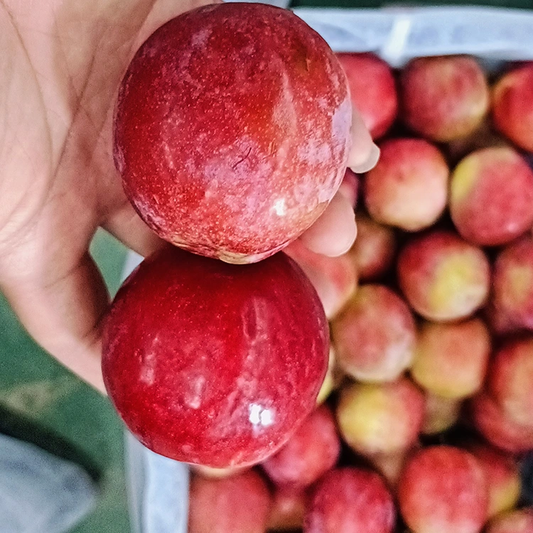 ताजा मीठा लाल मेइयी बेर
