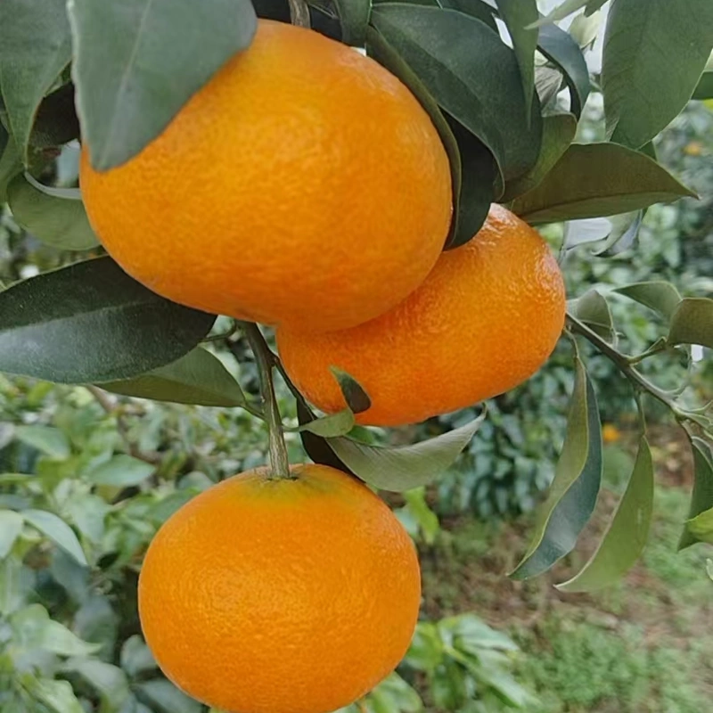 Premium Fresh Aiyuan Jelly Orange Thin Peel